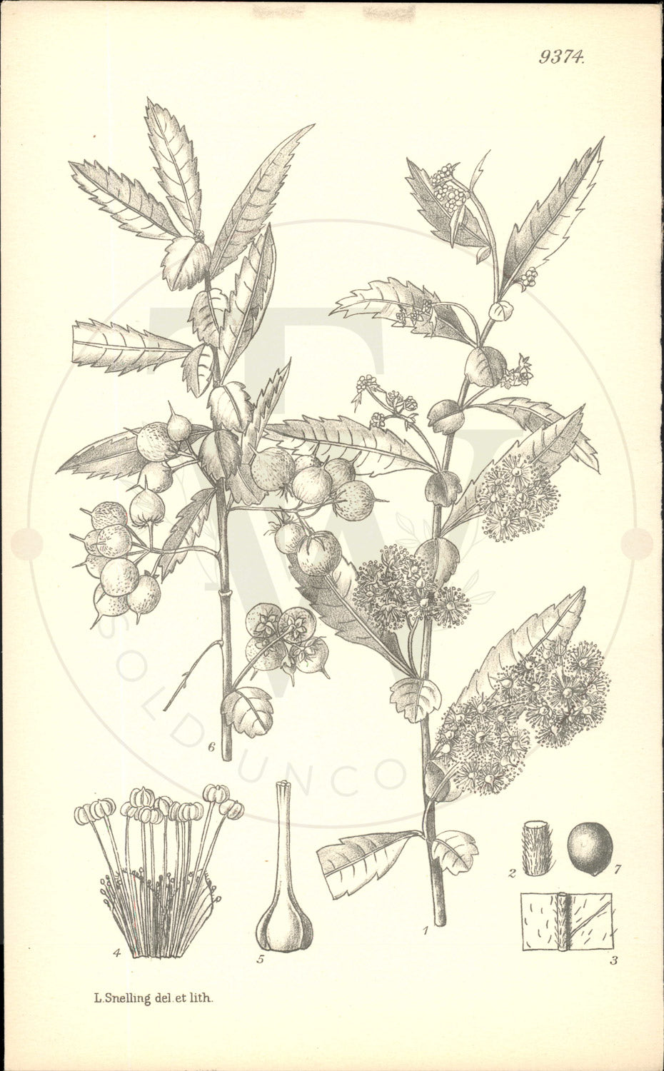 Plate 9374 - Azara lanceolata