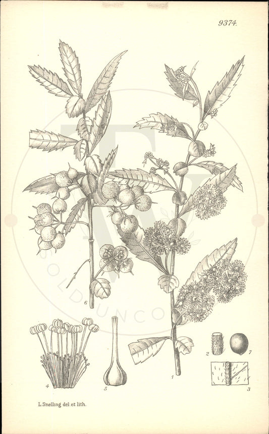 Plate 9374 - Azara lanceolata