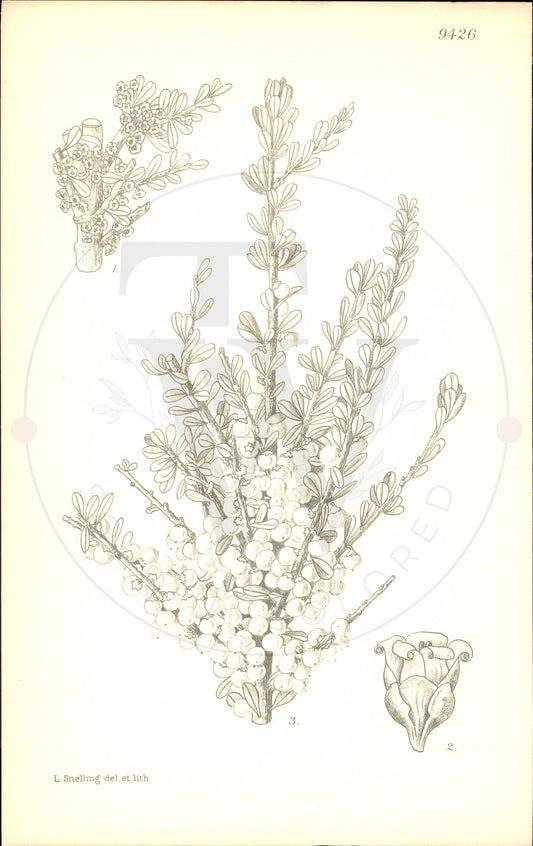 Plate 9426 - Hymenanthera crassifolia