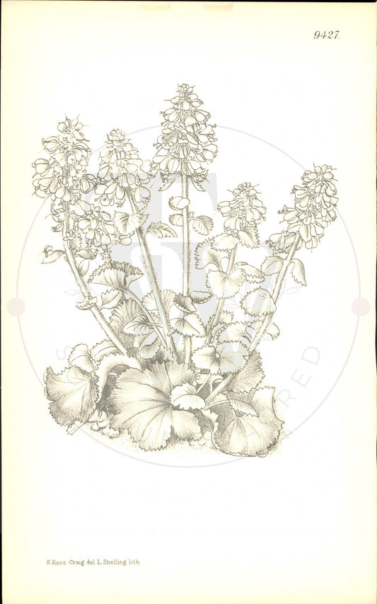 Plate 9427 - Synthyris stellata