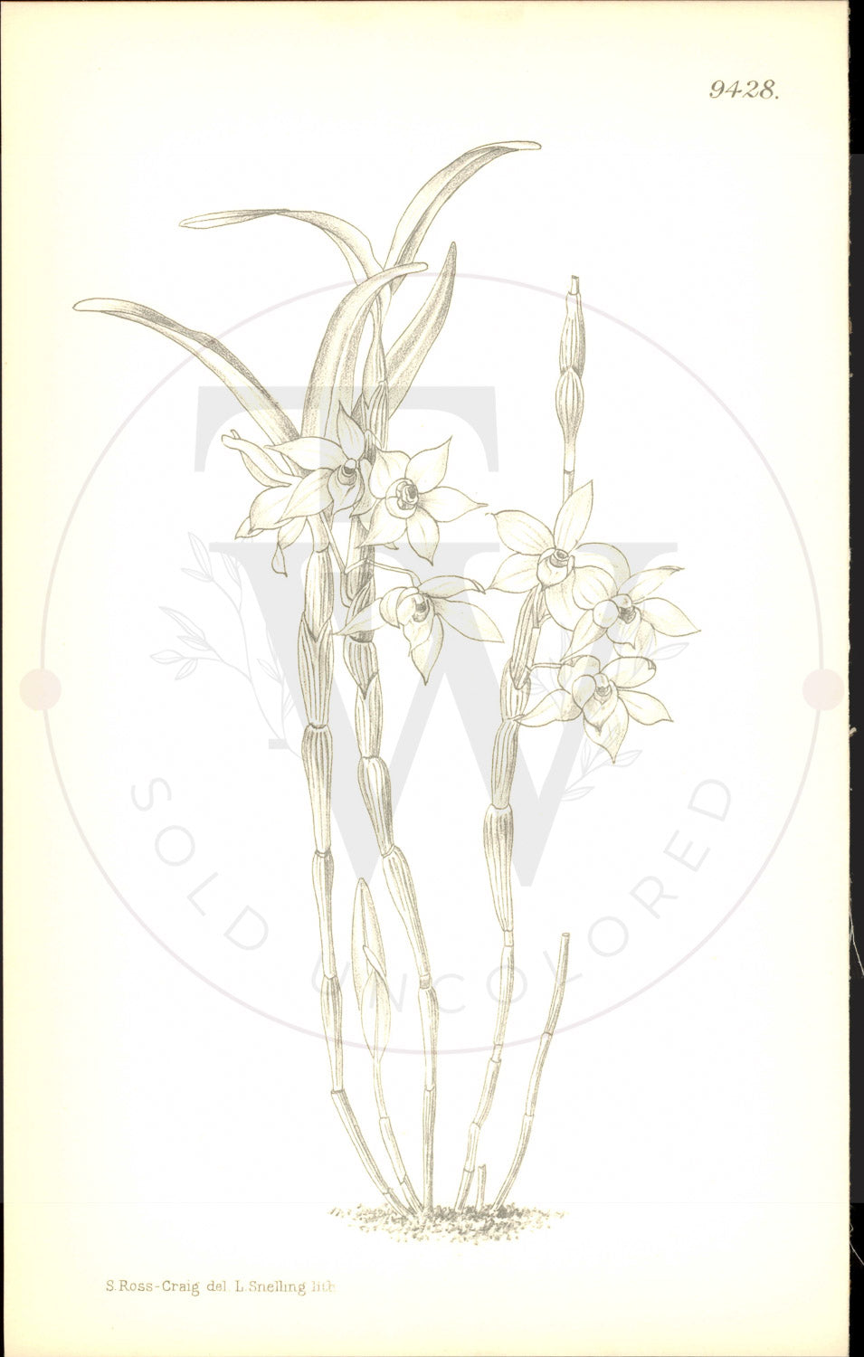 Plate 9428 - Dendrobium hercoglossum