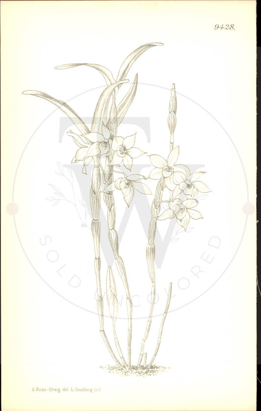 Plate 9428 - Dendrobium hercoglossum