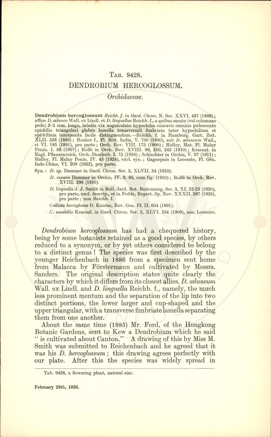 Plate 9428 - Dendrobium hercoglossum