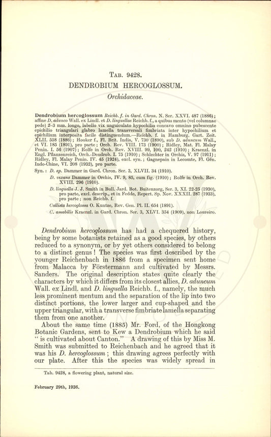 Plate 9428 - Dendrobium hercoglossum