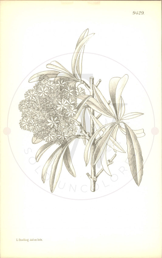 Plate 9429 - Decumaria sinensis