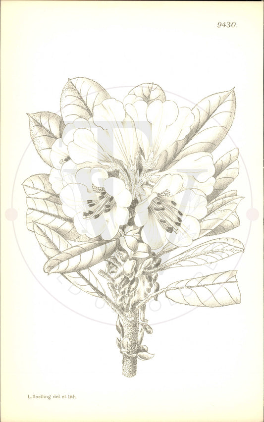 Plate 9430 - Rhododendron longesquamatum