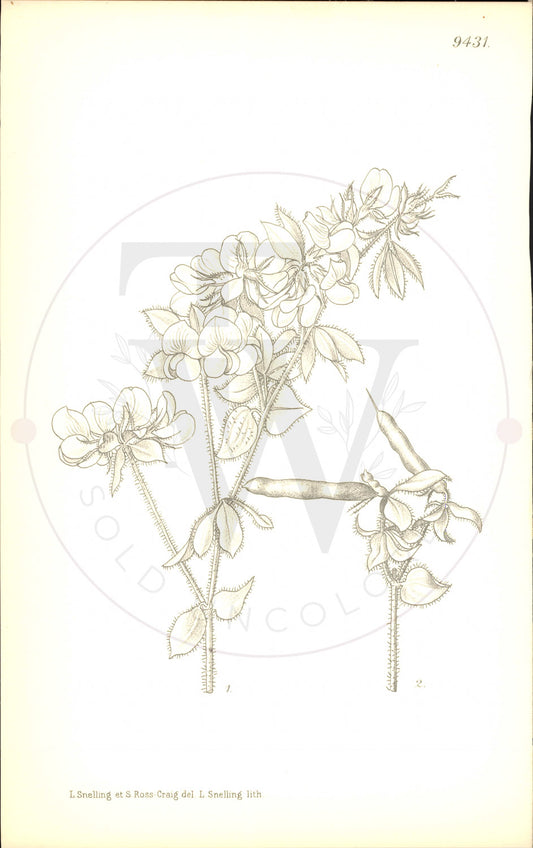 Plate 9431 - Lotus aegaeus