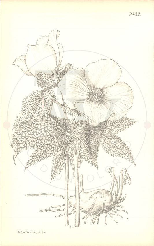 Plate 9432 - Glaucidium palmatum