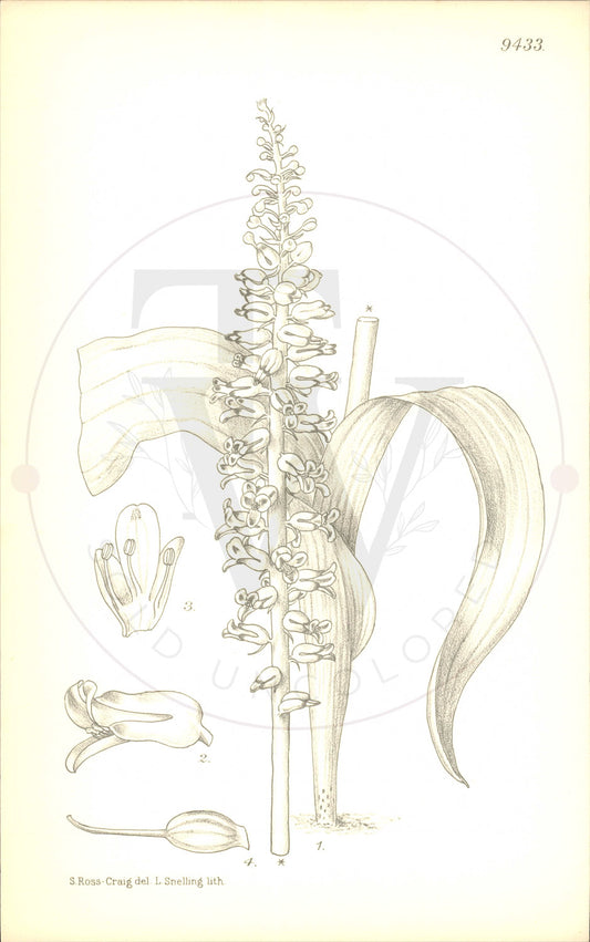 Plate 9433 - Lachenalia mutabilis