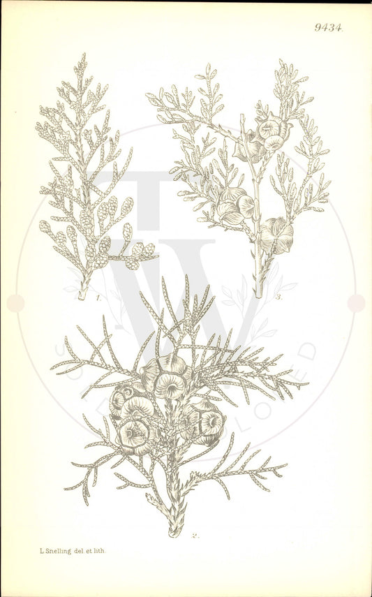 Plate 9434 - Cupressus lusitanica