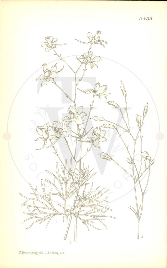 Plate 9435 - Botanical Print