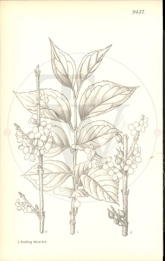 Plate 9437 - Forsythia ovata