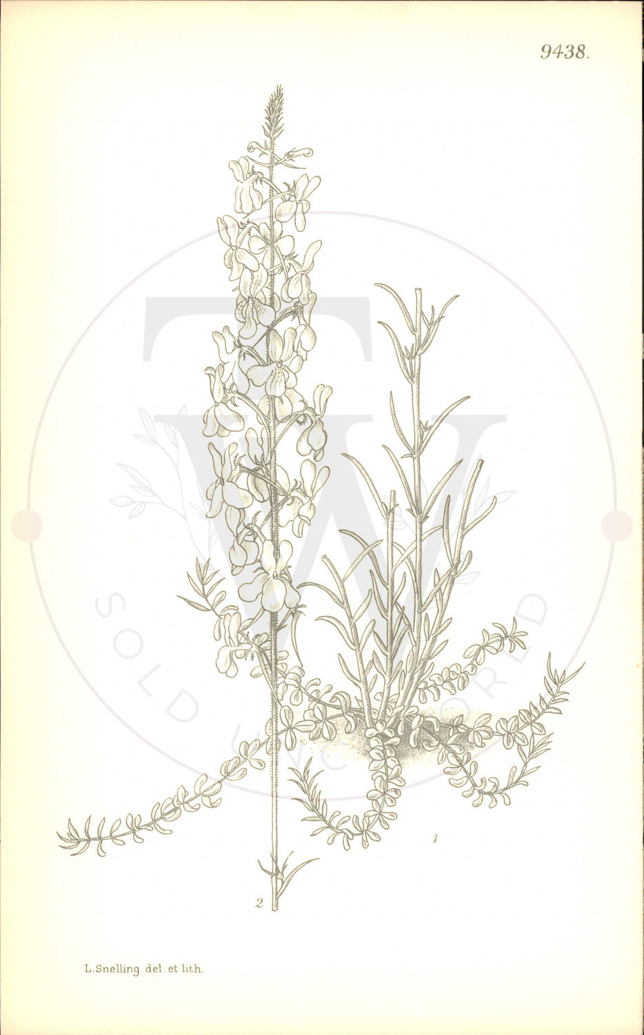 Plate 9438 - Linaria delphinioides