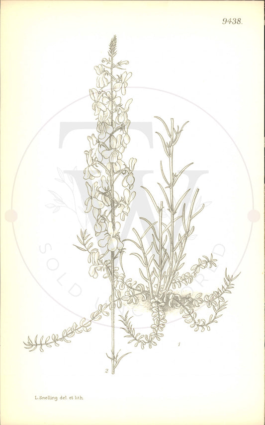Plate 9438 - Linaria delphinioides