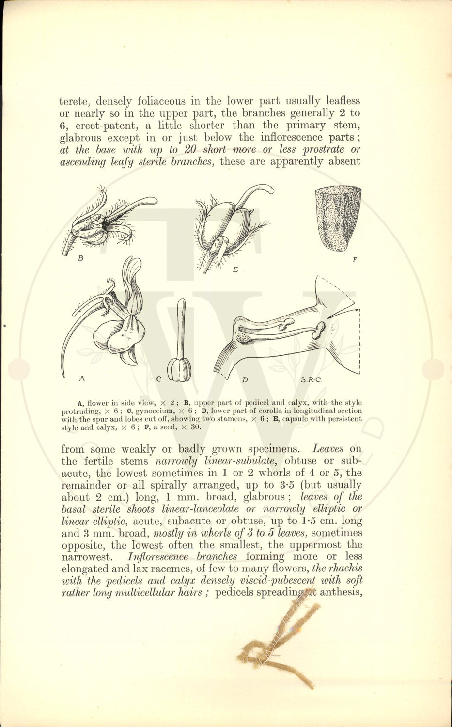 Plate 9438 - Linaria delphinioides