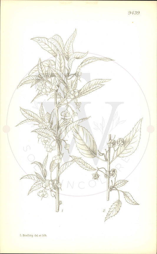 Plate 9439 - Botanical Print