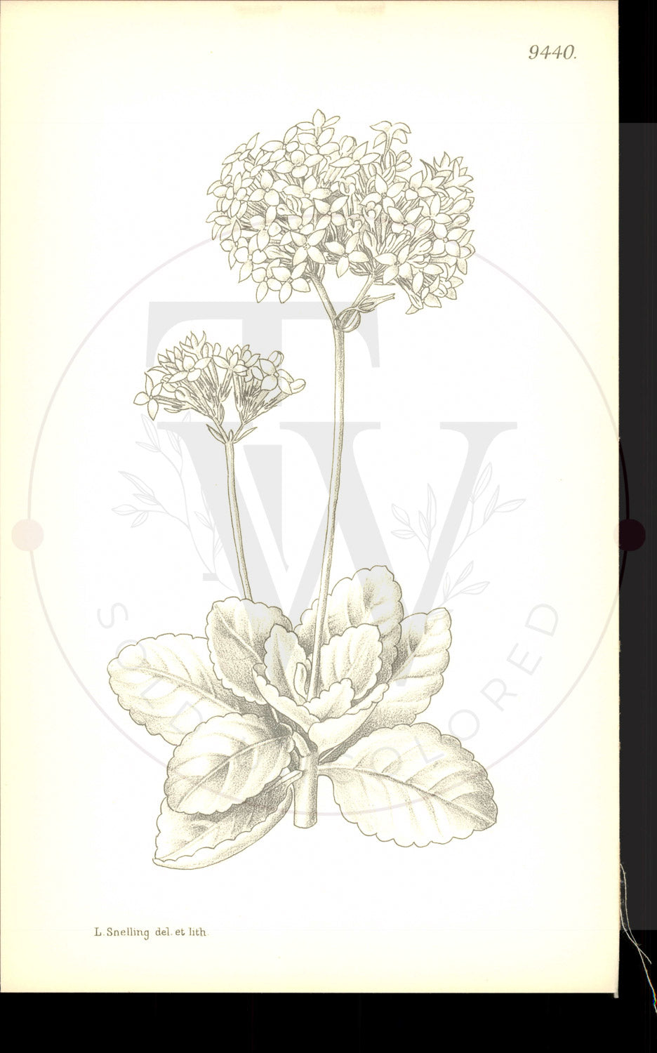 Plate 9440 - Kalanchoe blossfeldiana