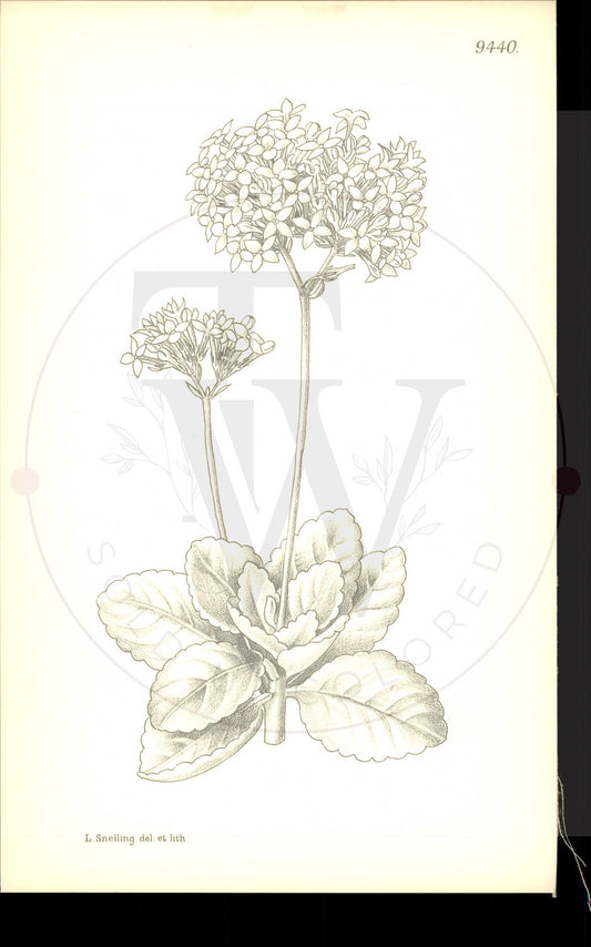 Plate 9440 - Kalanchoe blossfeldiana