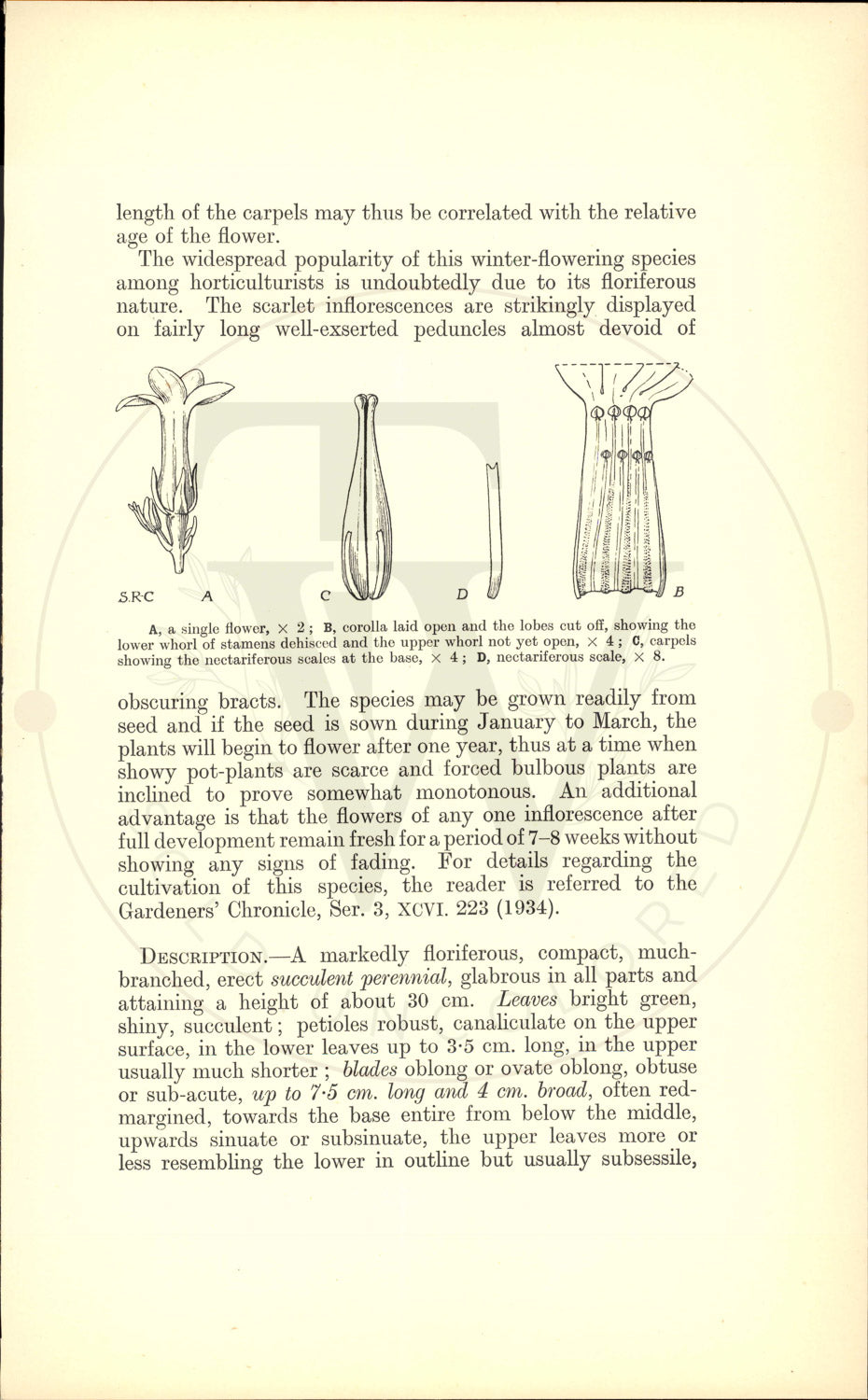 Plate 9440 - Kalanchoe blossfeldiana