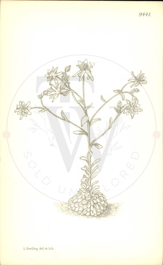 Plate 9441 - Saxifraga signata