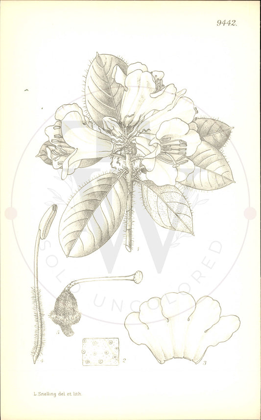 Plate 9442 - Rhododendron chrysodoron