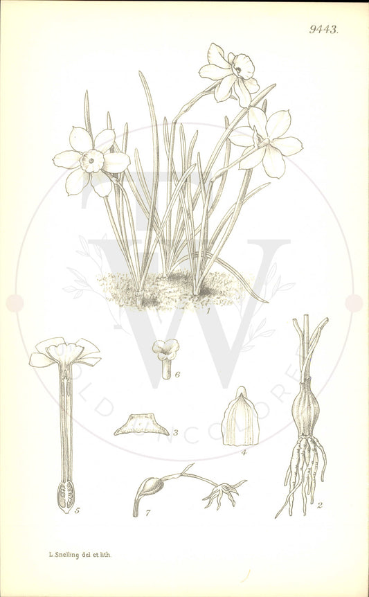 Plate 9443 - Narcissus watieri