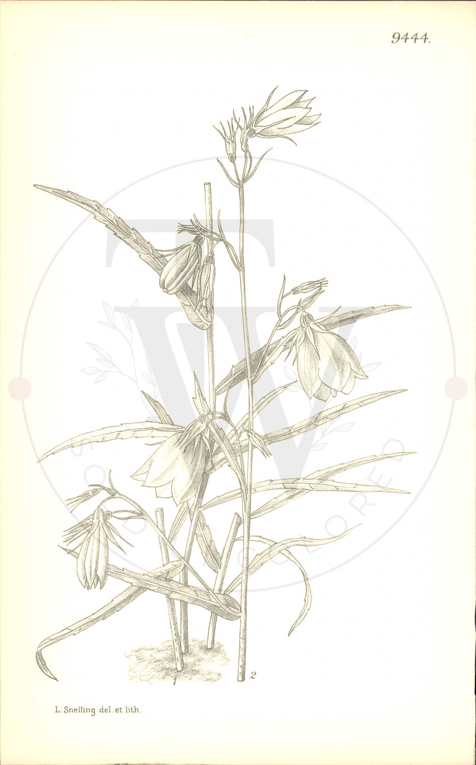 Plate 9444 - Adenophora morrisonensis