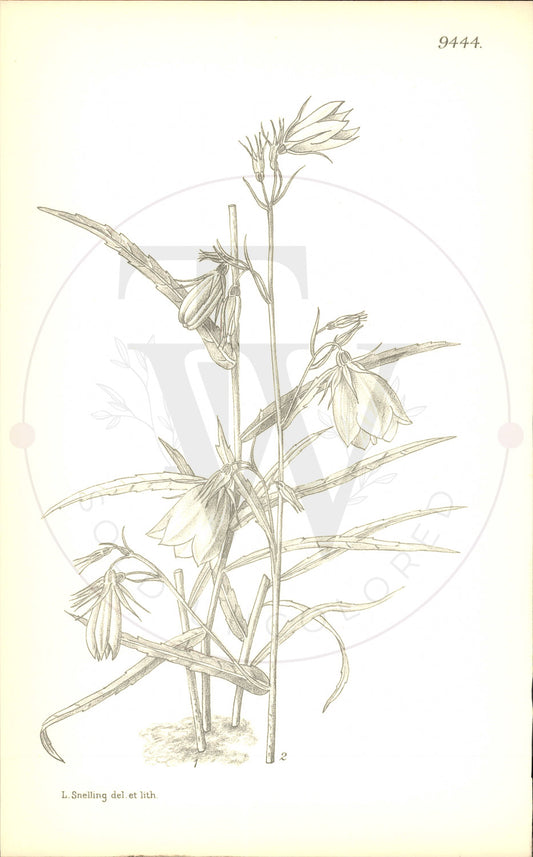 Plate 9444 - Adenophora morrisonensis