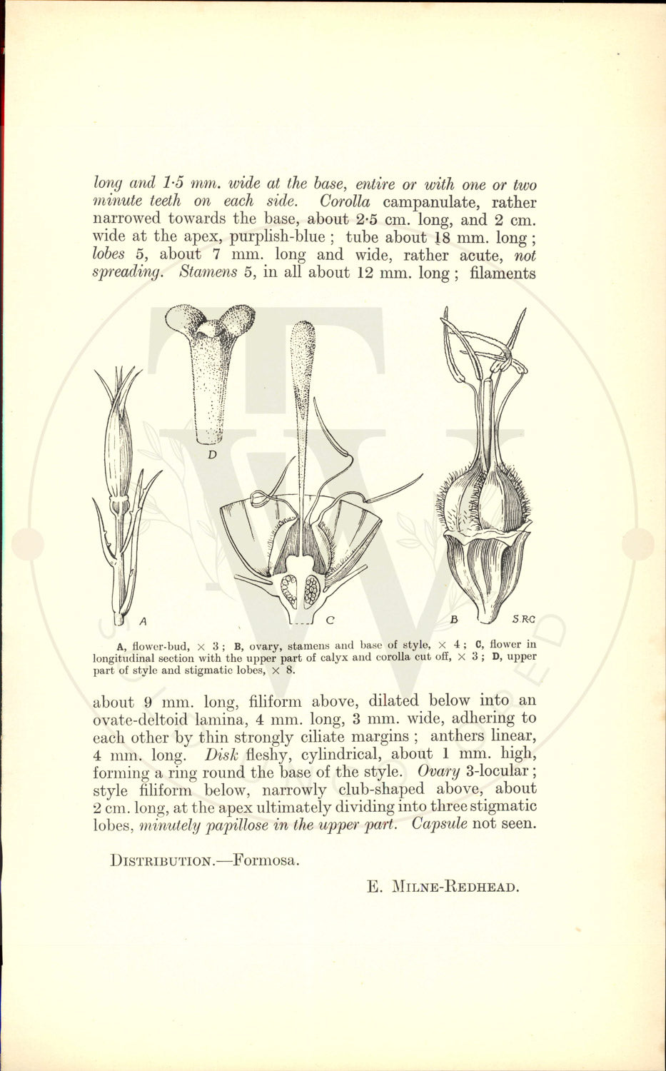 Plate 9444 - Adenophora morrisonensis