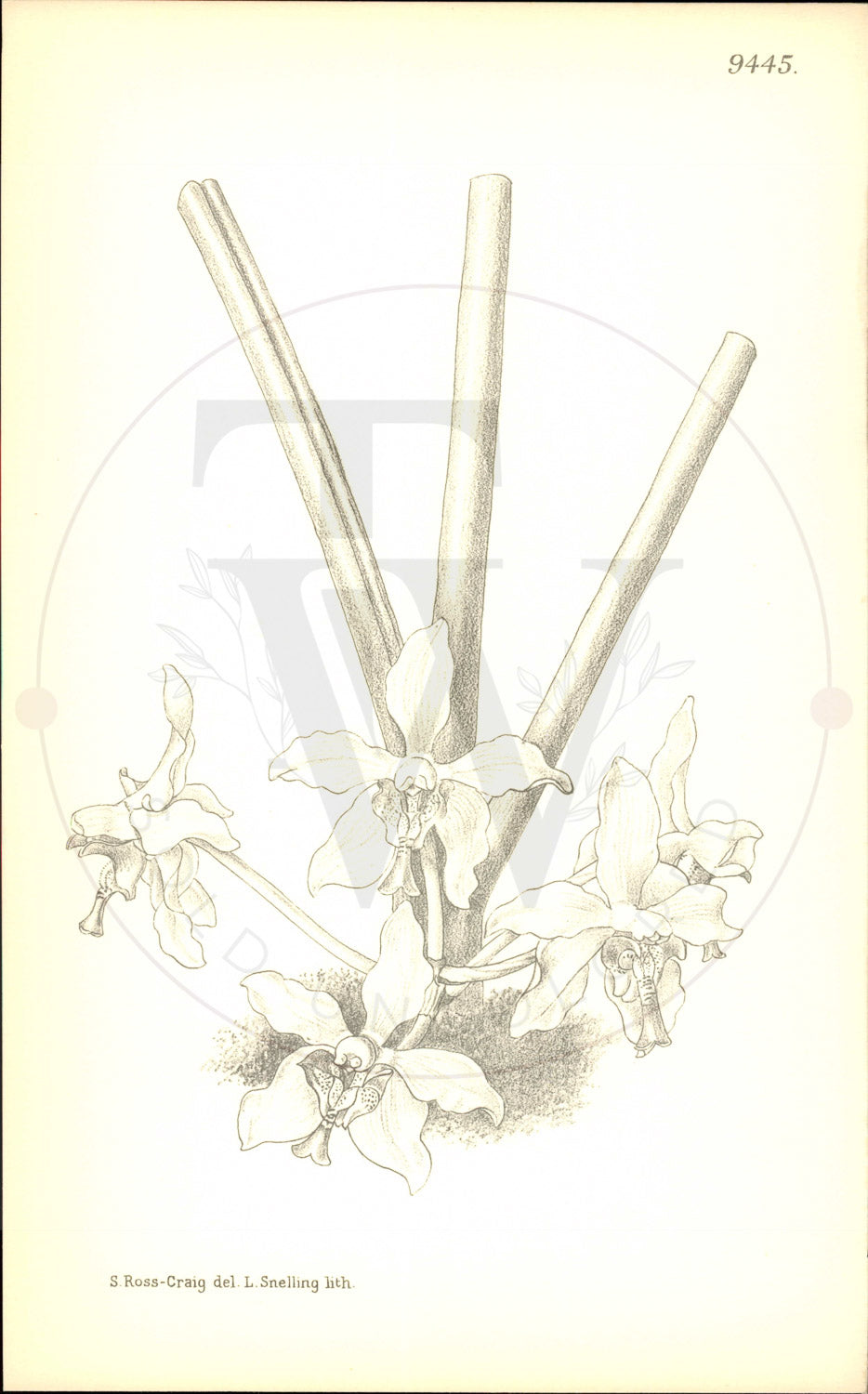 Plate 9445 - Phalaenopsis denevei