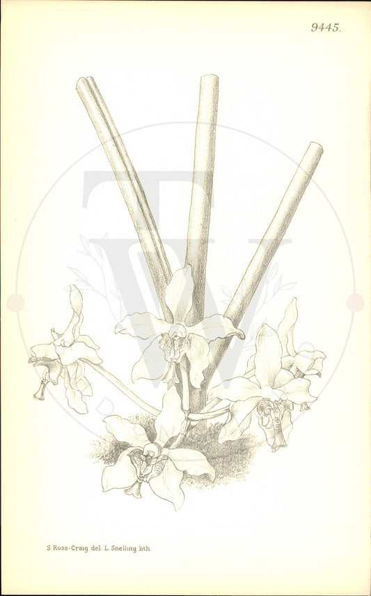 Plate 9445 - Phalaenopsis denevei