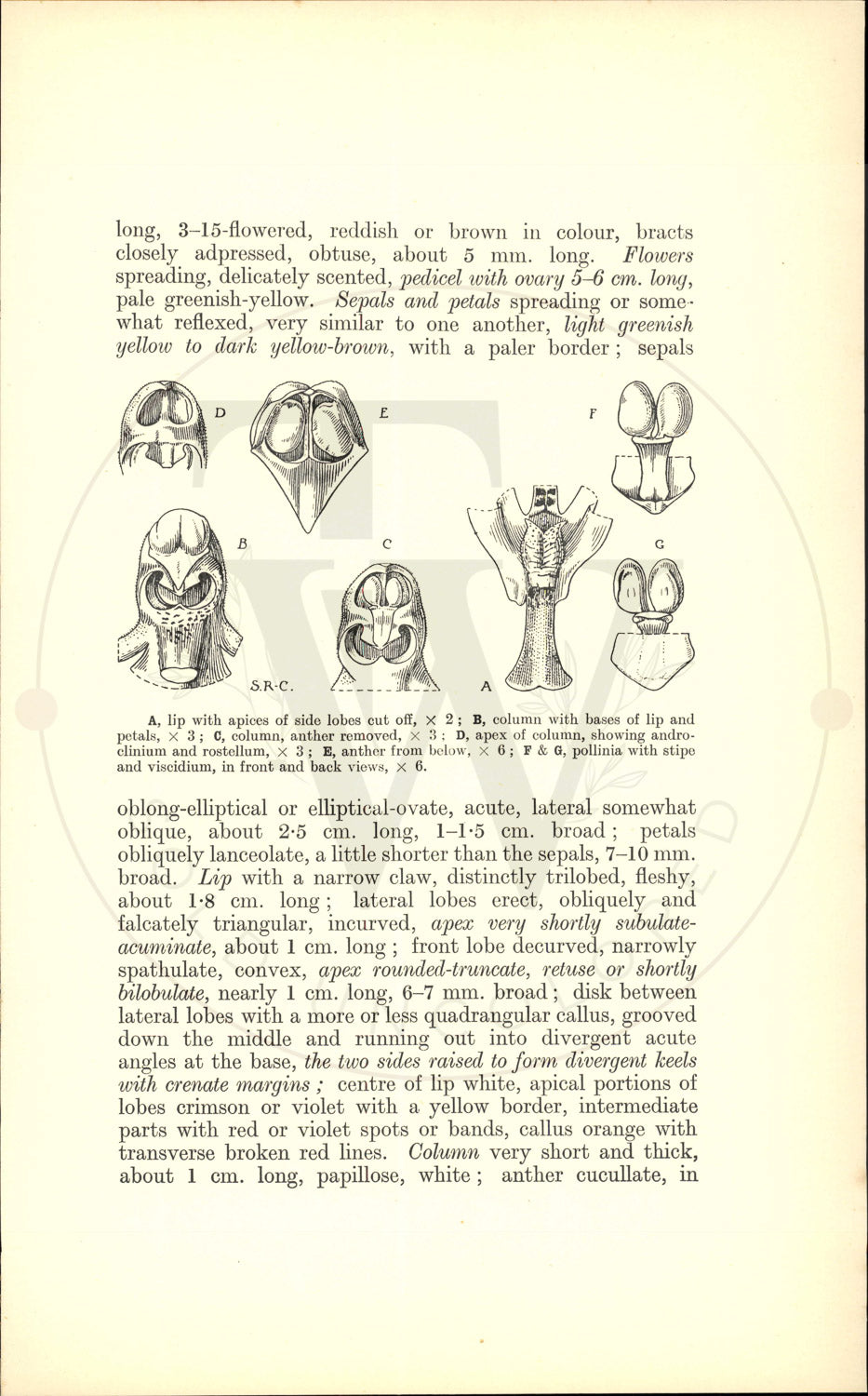 Plate 9445 - Phalaenopsis denevei