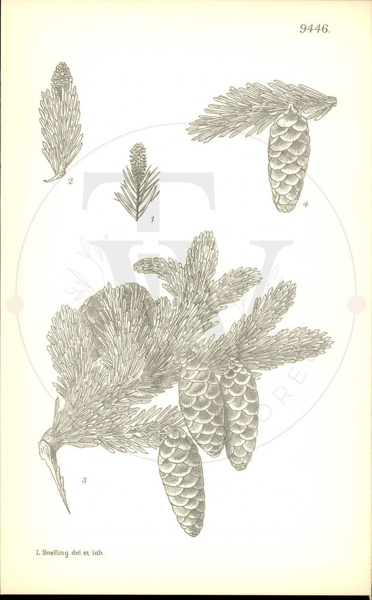 Plate 9446 - Picea rubens