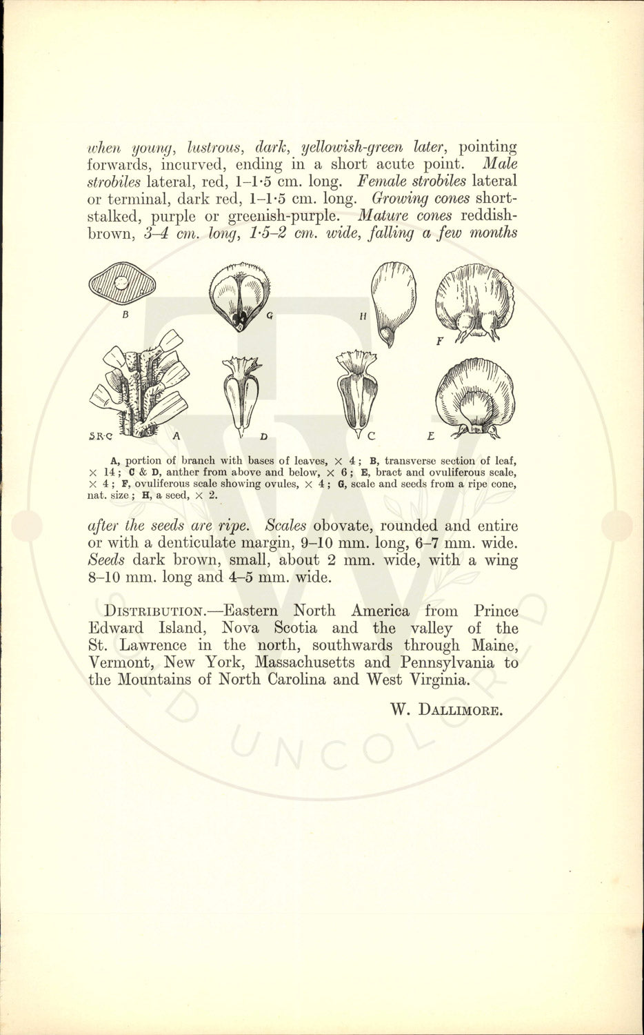 Plate 9446 - Picea rubens