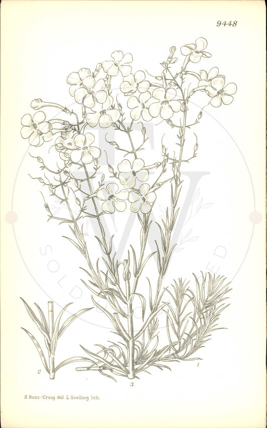 Plate 9448 - Penstemon ambiguus