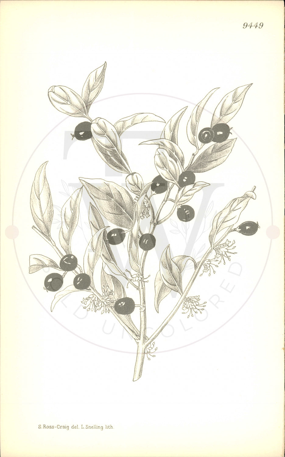 Plate 9449 - Sarcococca humilis