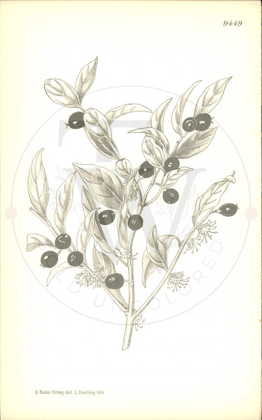 Plate 9449 - Sarcococca humilis