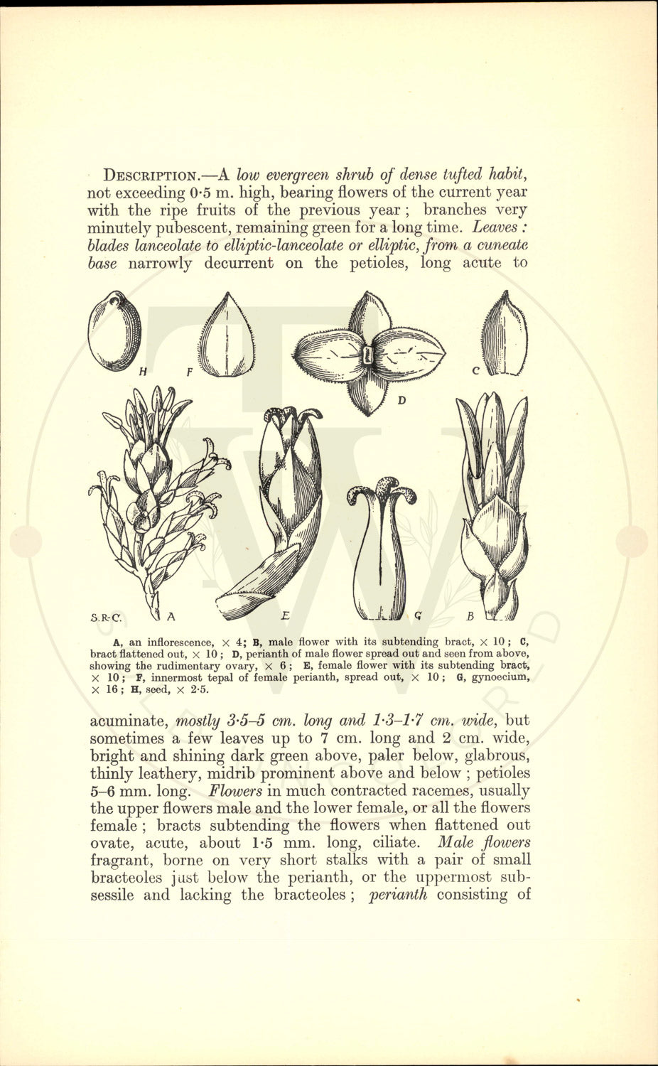 Plate 9449 - Sarcococca humilis