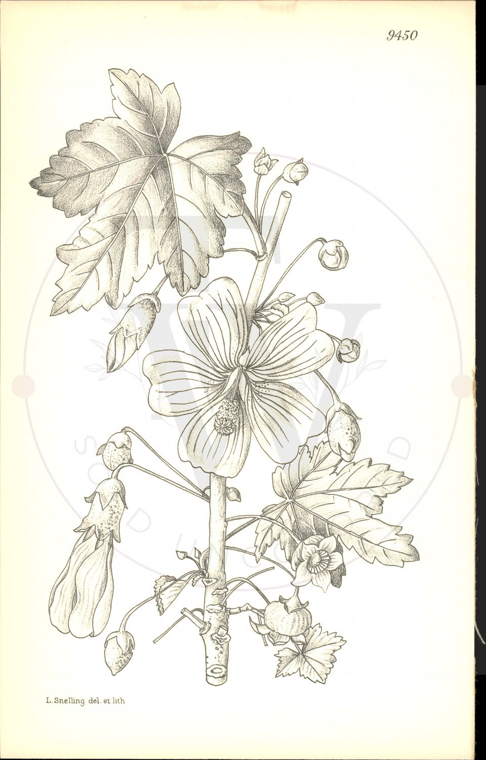 Plate 9450 - Lavatera assurgentiflora