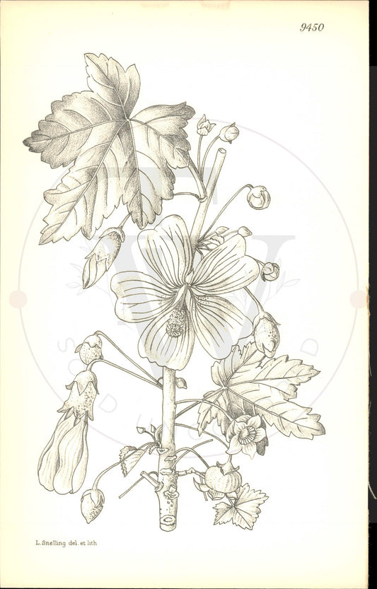Plate 9450 - Lavatera assurgentiflora