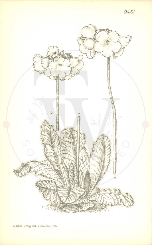 Plate 9451 - Primula wigramiana