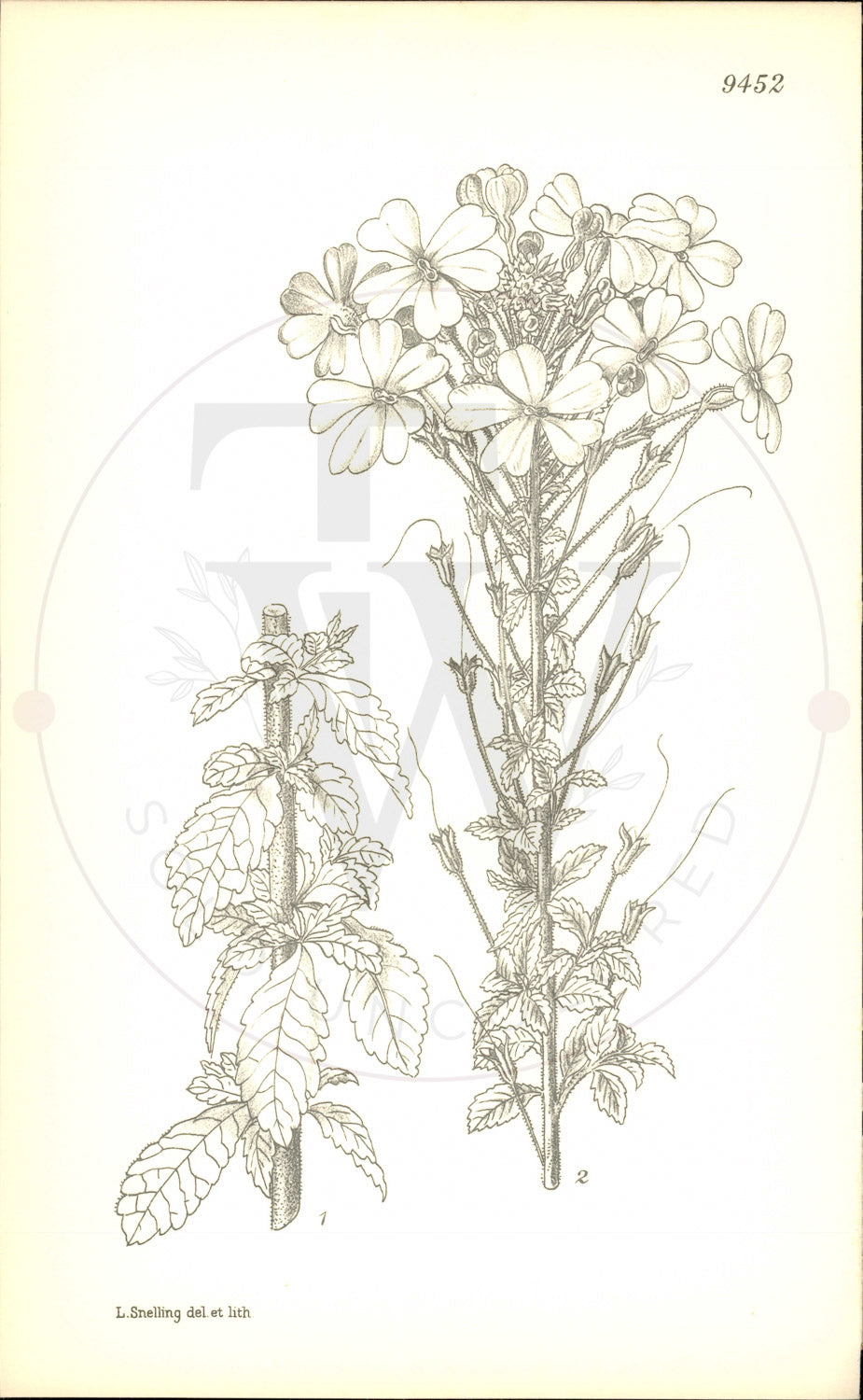 Plate 9452 - Sutera grandiflora