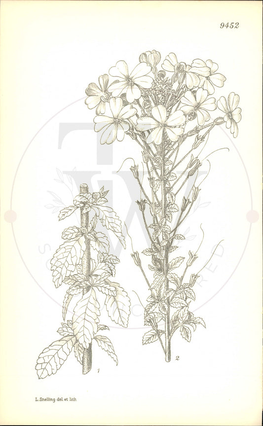 Plate 9452 - Sutera grandiflora