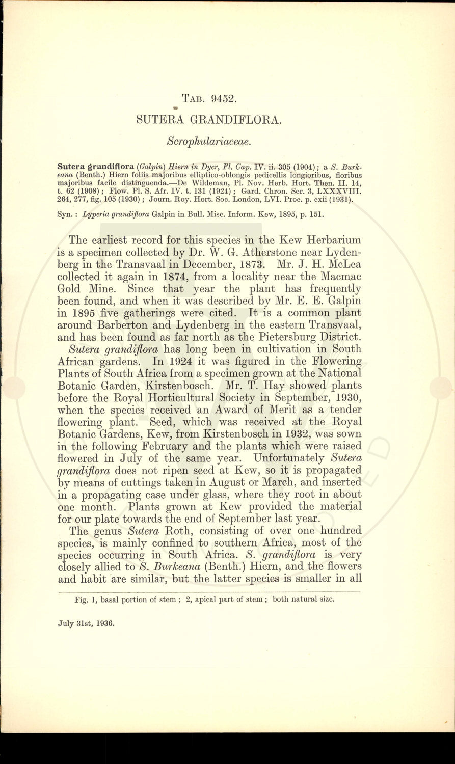 Plate 9452 - Sutera grandiflora
