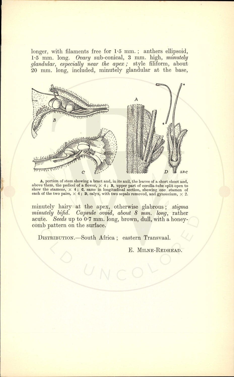 Plate 9452 - Sutera grandiflora