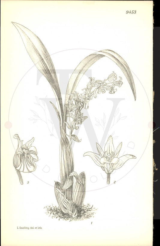 Plate 9453 - Eria amica