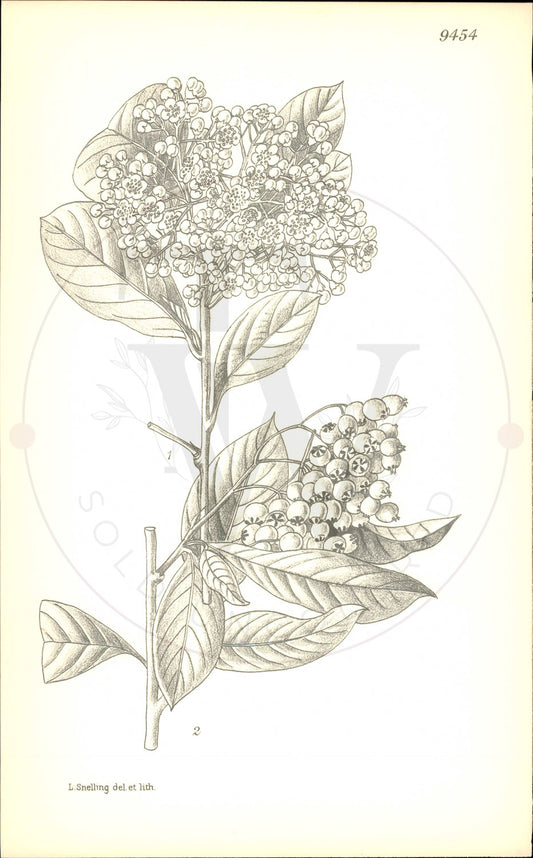 Plate 9454 - Cotoneaster lactea