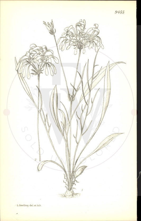 Plate 9455 - Pelargonium andrewsii
