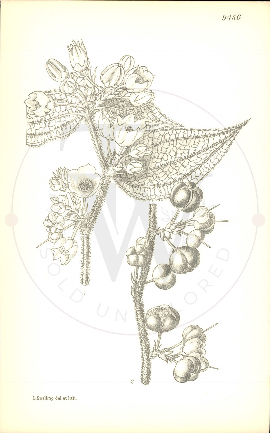 Plate 9456 - Gaultheria codonantha