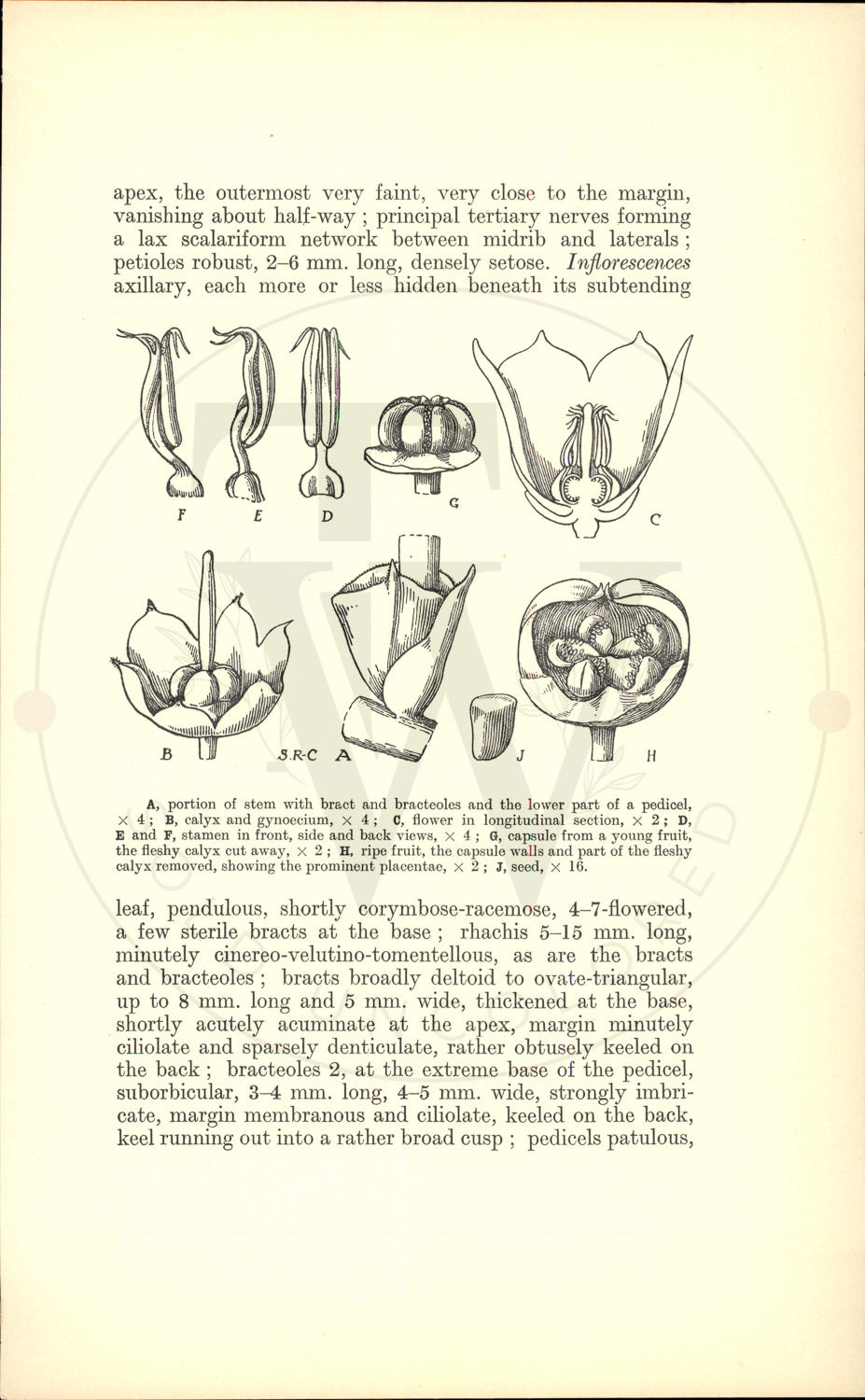 Plate 9456 - Gaultheria codonantha